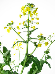 flowers on white background