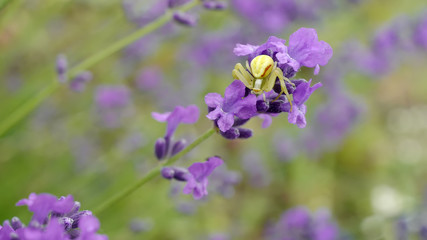 Spider-crab Misumena on lavender flower