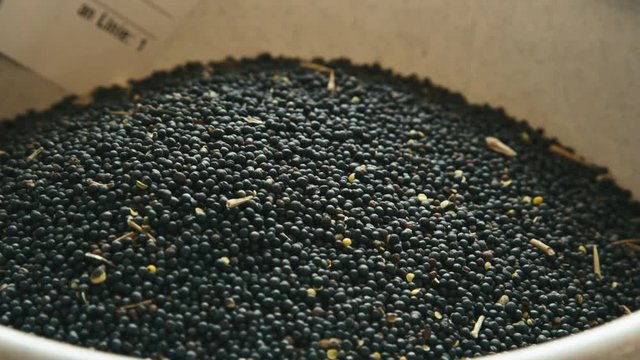 Ripe rape seed in a bucket. Close up shot, indoor.