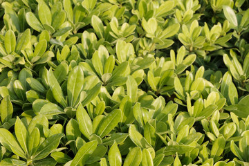 Green shrub leaves as background, top close-up, horizontal. Natural fresh food background or texture.