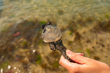 dead jellyfish in Croatia, Umag