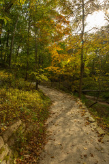 Fototapeta premium road in the forest