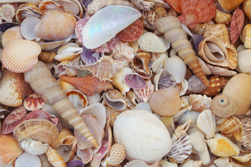 Tropical mixed seashells background