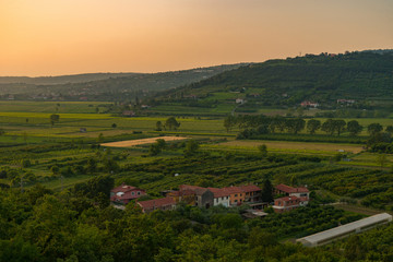 Fototapeta na wymiar sunset in Croatia, Umag vineyard landscape