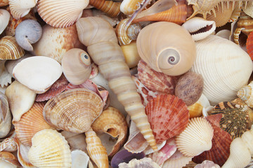Seashell background, many different tropical seashells piled together