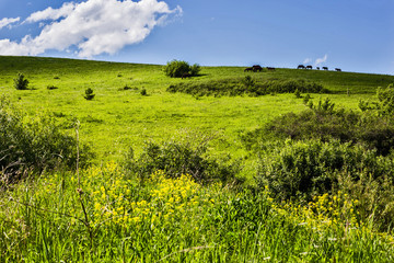 landscape in the mountains