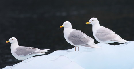 Glaucous Gull, Larus hyperboreus, bird of Greenland 