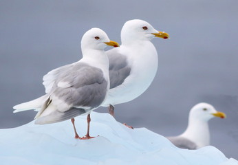 Glaucous Gull, Larus hyperboreus, bird of Greenland 