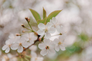 apple blossom in spring