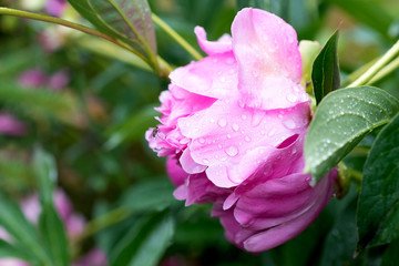 Peonies in the morning dew in the garden.