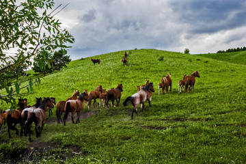 herd of cows grazing in field