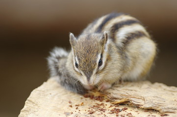 シマリス