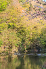 春の養老渓谷の中瀬遊歩道からみた風景