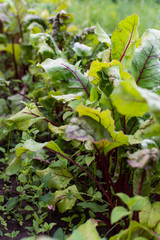 Garden beds of beetroot , fresh young vegetables from the garden
