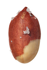 Roasted peanut isolated on white background