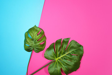 Tropical leaves Monstera isolated, Swiss Cheese Plant, on pink blue background. Flat lay, top view.