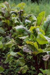 Fototapeta premium Garden beds of beetroot , fresh young vegetables from the garden