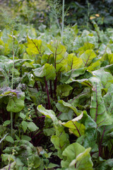 Garden beds of beetroot , fresh young vegetables from the garden