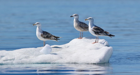 Great black-backed gull, Larus marinus, bird of Greenland 