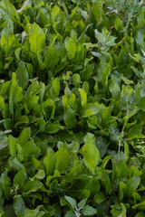 Fototapeta na wymiar Garden beds of sorrel , fresh young vegetables from the garden, salad dressing