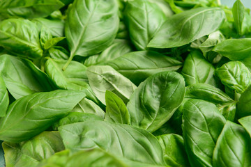 Fresh green basil, closeup view