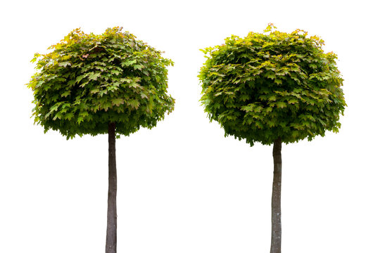 Zwei Acer Ahorn Bäume mit Hochstamm isoliert auf weißem Hintergrund