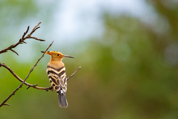 The Hoopoe or Upupa Epops perched on a tree