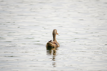 duck in the water