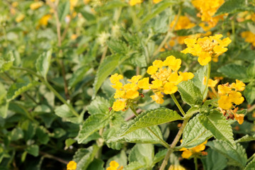 Fresh yellow flowers, the shrub Lantana Camara as a texture or background. The concept of tropical plants. Design and design of Park areas.