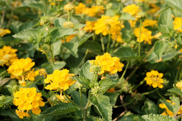 Fresh yellow flowers, the shrub Lantana Camara as a texture or background. The concept of tropical plants. Design and design of Park areas.