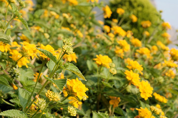 Fresh yellow flowers, the shrub Lantana Camara as a texture or background. The concept of tropical plants. Design and design of Park areas.