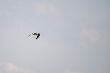 seagull flying in the blue sky