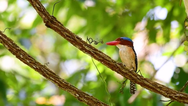 A tree kingfisher and one of the most beautiful birds found in Thailand within tropical rain-forests; the male is covered with blue feathers and the female golden-brown with band-like stripes.