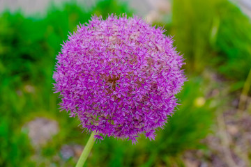 Flower Allium decorative purple. onions