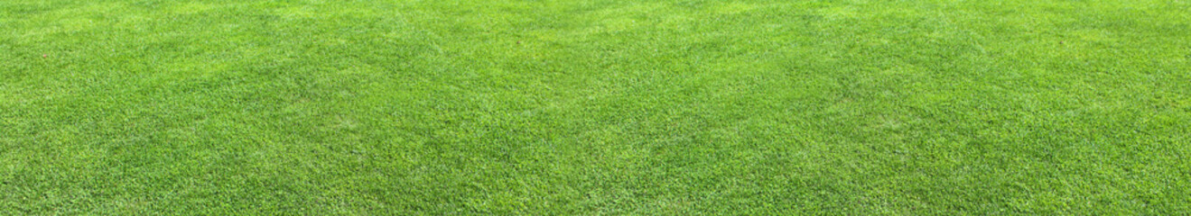 Natural Green Grass Field Background