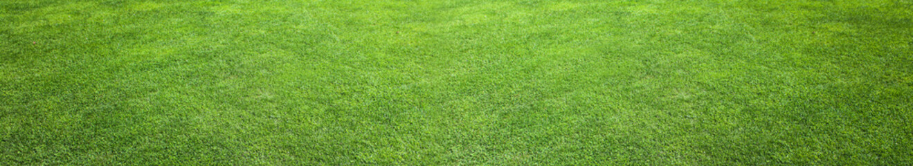 Natural Green Grass Field Background