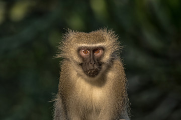 Close-up of a vervet monkey looking towards the camera