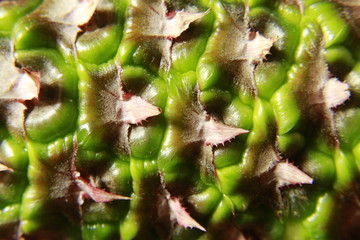 Pineapple fruit pattern background.