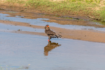 Bateleur, standing in a river and looking backwards