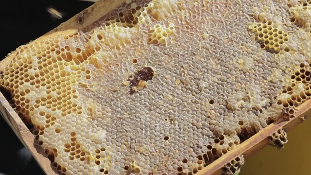 Apiary Worker showing Honeycomb with Honey
