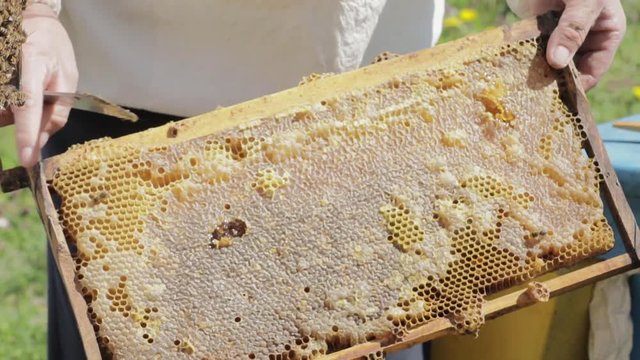 Apiary Worker shows a knife on Honey under Wax on a Honeycomb