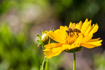 Outdoor spring, blooming yellow flowers and bee close-up, Coreopsis，Coreopsis drummondii Torr. et...