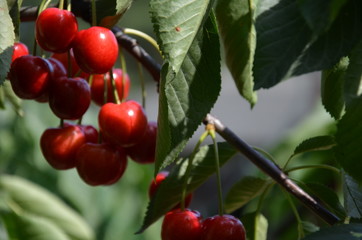 owoc, czerwień, czereśnia, drzew, jagoda, jedzenie, zieleń, dojrzałe, charakter, galąz, feuille, roślin, jardin, lato, jabłek, słodki, zdrowa, czereśnia, feuille, swiezy, jagoda, owoc, kiść, rolnictwa