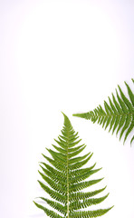 Fern leaves pattern on white background with copy space for your own text