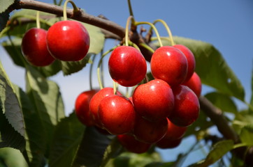 owoc, czerwień, czereśnia, drzew, jagoda, jedzenie, zieleń, dojrzałe, charakter, galąz, feuille, roślin, jardin, lato, jabłek, słodki, zdrowa, czereśnia, feuille, swiezy, jagoda, owoc, kiść, rolnictwa
