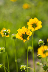 Outdoor spring, blooming yellow flower close-up, Coreopsis，Coreopsis drummondii Torr. et Gray