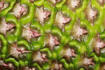 Pineapple fruit pattern background.