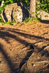 roots of an old tree