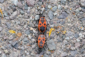 two fire beetles on a gray background