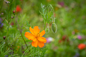 A pretty orange cosmos flower in a summer meadow